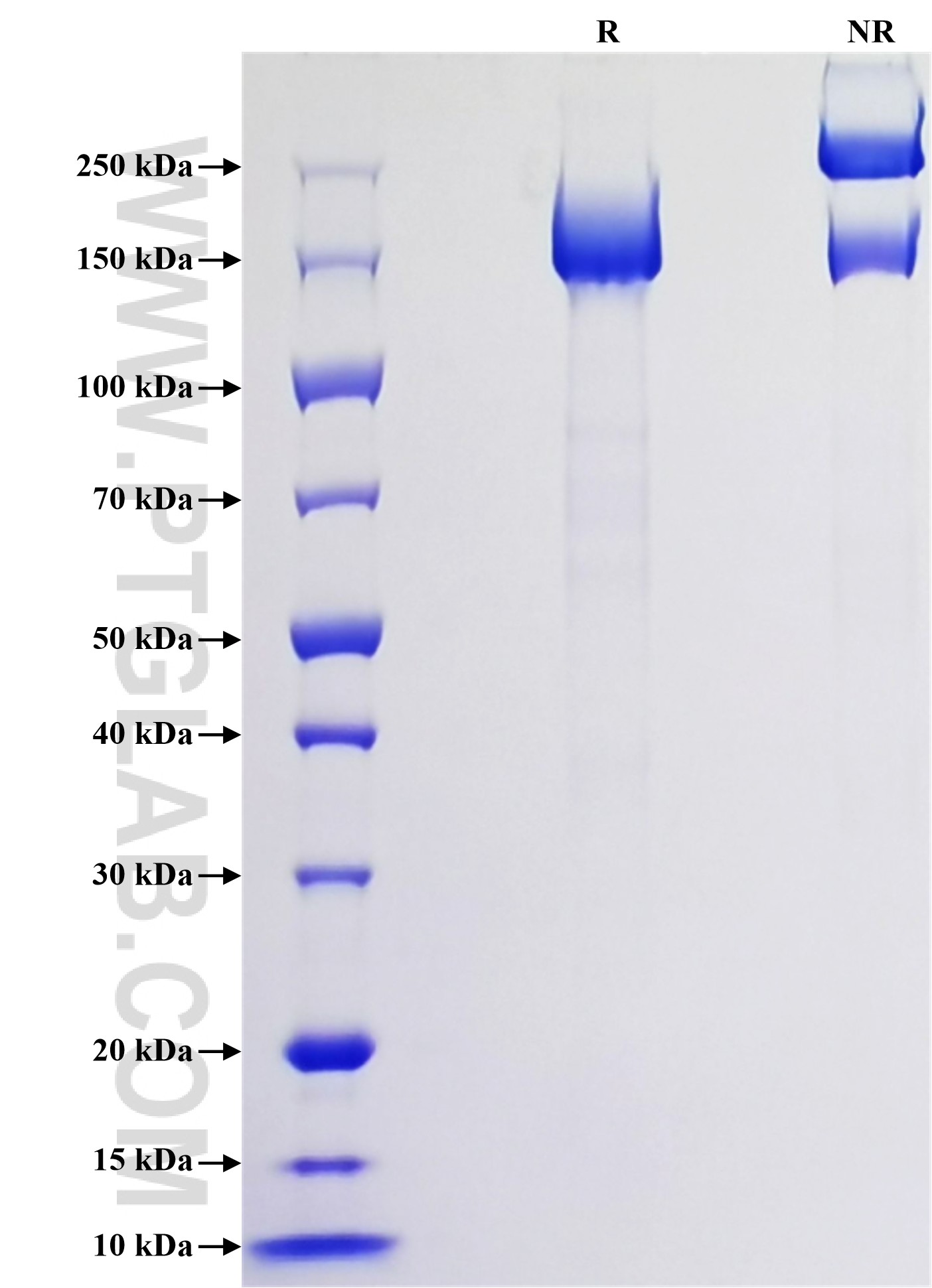 Purity of Recombinant Human IGF-II R was determined by SDS-PAGE. The protein was resolved in an SDS-PAGE in reducing (R) and non-reducing (NR) conditions and stained using Coomassie blue.