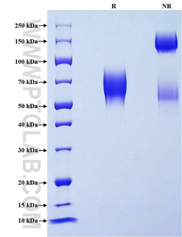 Purity of Recombinant Rat CD86 was determined by SDS-PAGE. The protein was resolved in an SDS-PAGE in reducing (R) and non-reducing (NR) conditions and stained using Coomassie blue.
