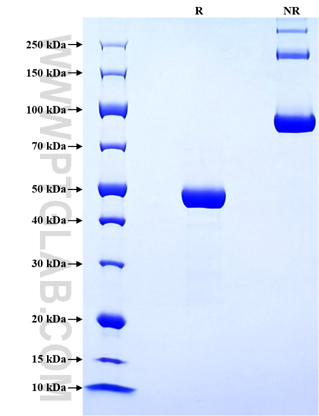 Purity of Recombinant Human CLEC3B was determined by SDS-PAGE. The protein was resolved in an SDS-PAGE in reducing (R) and non-reducing (NR) conditions and stained using Coomassie blue. Purity of Recombinant Human CLEC3B was determined by SDS-PAGE. The protein was resolved in an SDS-PAGE in reducing (R) and non-reducing (NR) conditions and stained using Coomassie blue.