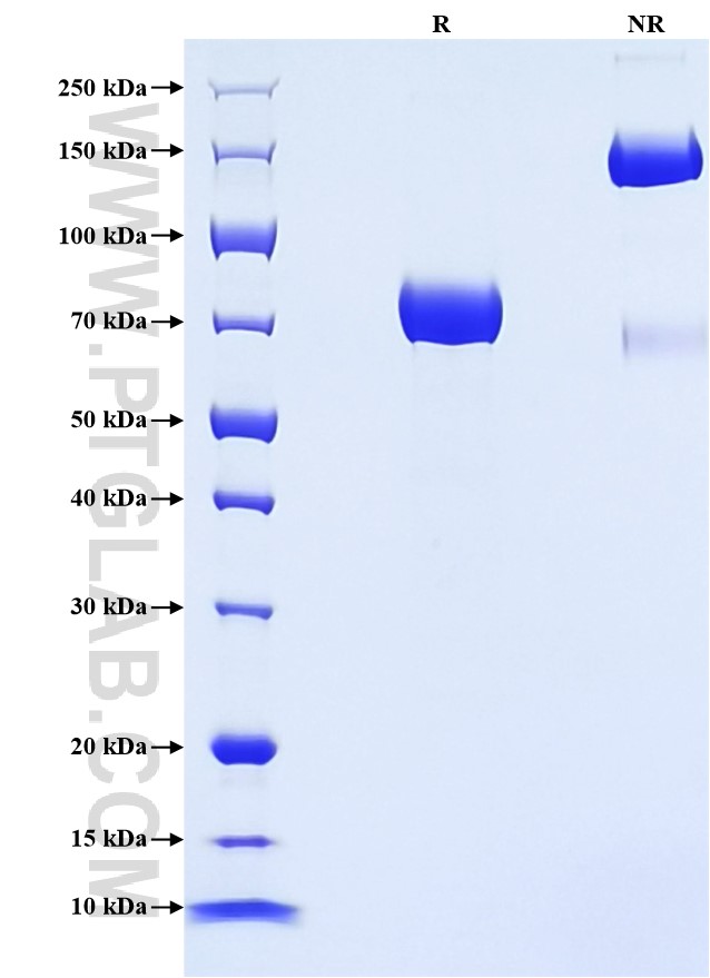 Purity of Recombinant Human APOH was determined by SDS-PAGE. The protein was resolved in an SDS-PAGE in reducing (R) and non-reducing (NR) conditions and stained using Coomassie blue.