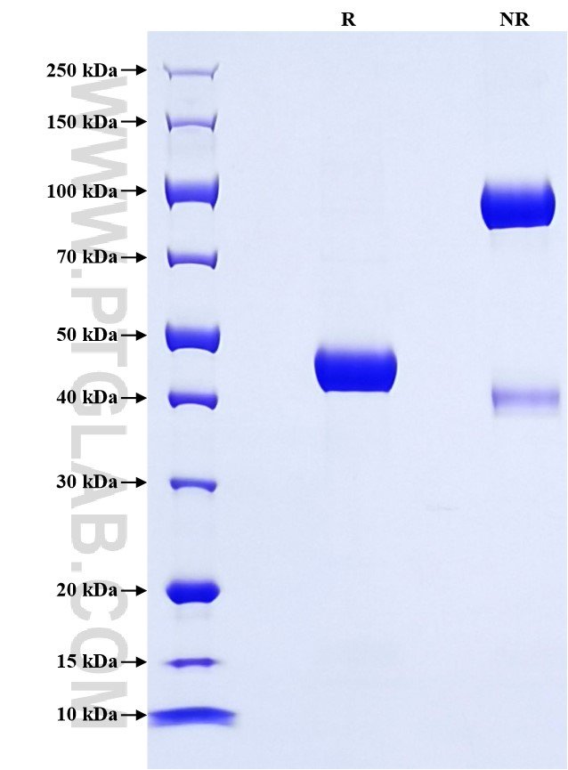 Purity of Recombinant Human Chemerin was determined by SDS-PAGE. The protein was resolved in an SDS-PAGE in reducing (R) and non-reducing (NR) conditions and stained using Coomassie blue.