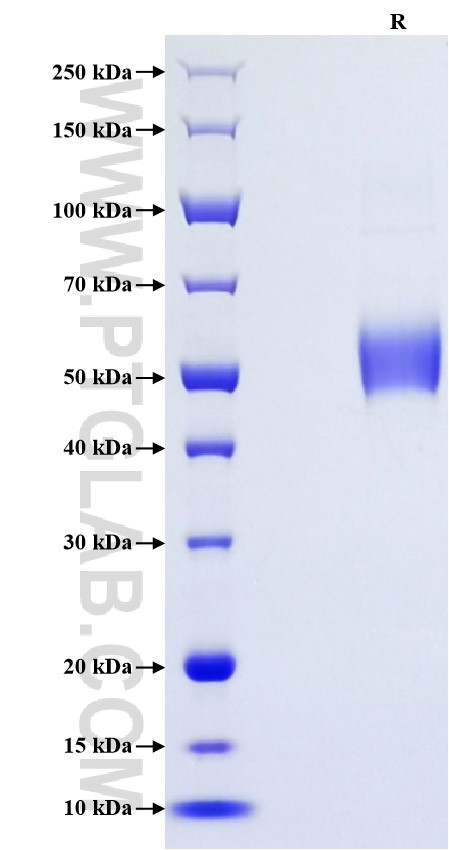 Purity of Recombinant Mouse GITR/TNFRSF18 was determined by SDS-PAGE. The protein was resolved in an SDS-PAGE in reducing (R) conditions and stained using Coomassie blue.