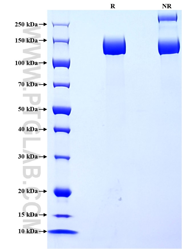 Purity of Recombinant Human CD13 was determined by SDS-PAGE. The protein was resolved in an SDS-PAGE in reducing (R) and non-reducing (NR) conditions and stained using Coomassie blue.