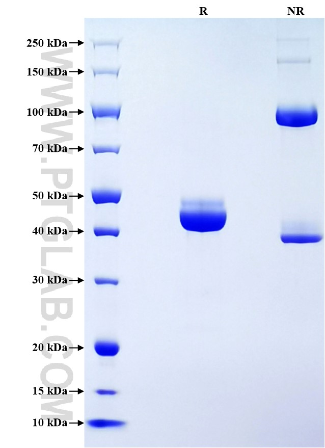 Purity of Recombinant Rat TNF-alpha was determined by SDS-PAGE. The protein was resolved in an SDS-PAGE in reducing (R) and non-reducing (NR) conditions and stained using Coomassie blue.
