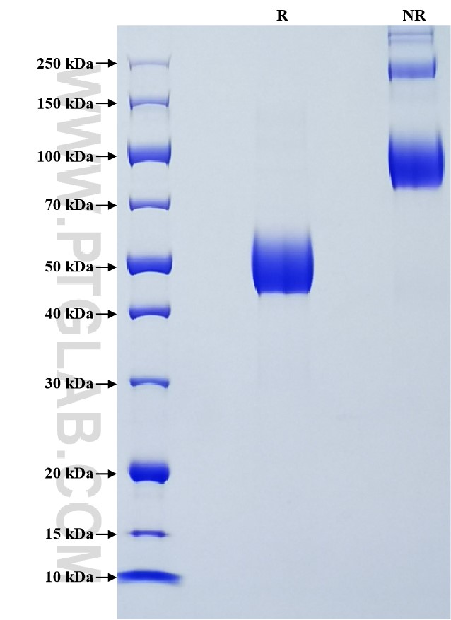 Purity of Recombinant Mouse CD314 was determined by SDS-PAGE. The protein was resolved in an SDS-PAGE in reducing (R) and non-reducing (NR) conditions and stained using Coomassie blue.