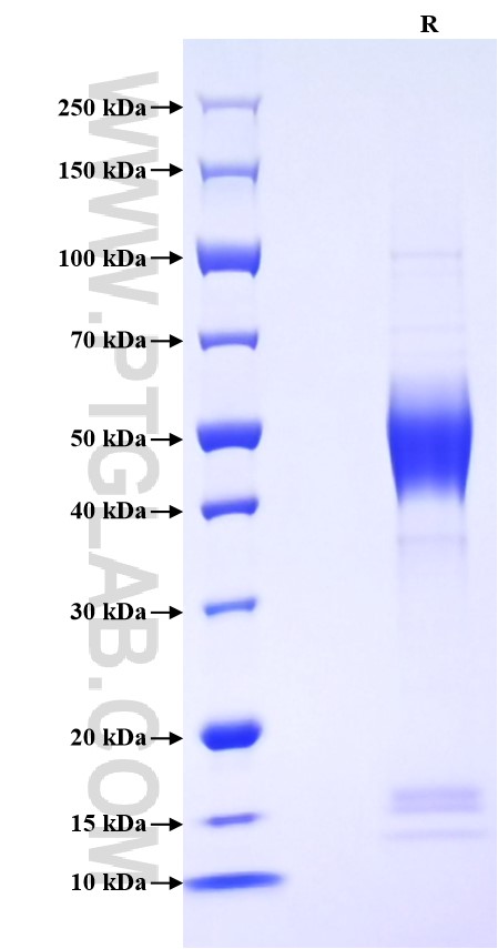 Purity of Recombinant Human HBEGF was determined by SDS-PAGE. The protein was resolved in an SDS-PAGE in reducing (R) condition and stained using Coomassie blue.