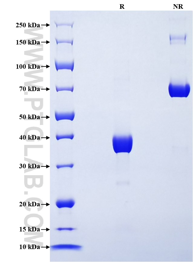 Purity of Recombinant Mouse CXCL3 was determined by SDS-PAGE. The protein was resolved in an SDS-PAGE in reducing (R) and non-reducing (NR) conditions and stained using Coomassie blue.