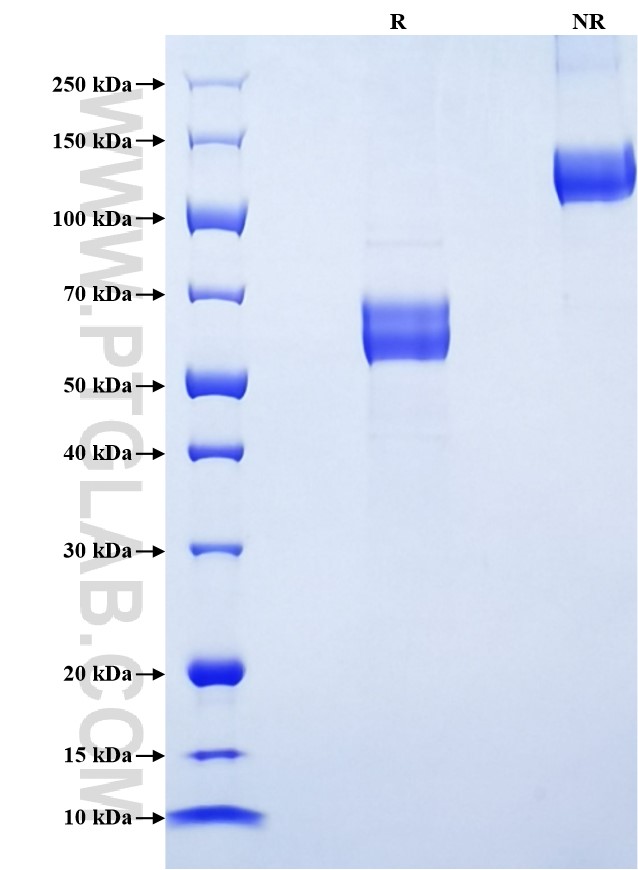 Purity of Recombinant Mouse CLEC9A was determined by SDS-PAGE. The protein was resolved in an SDS-PAGE in reducing (R) and non-reducing (NR) conditions and stained using Coomassie blue.