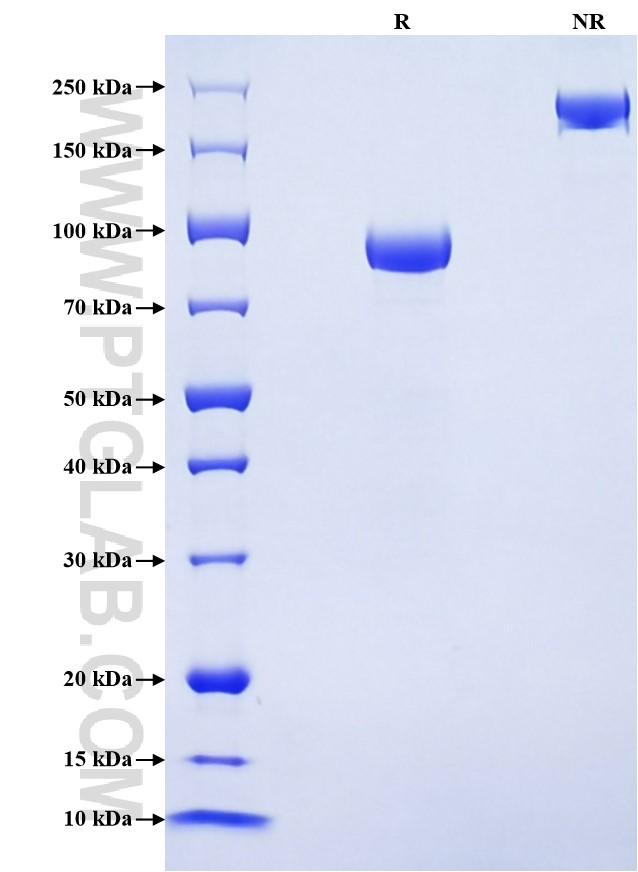Purity of Recombinant Human LILRB2 was determined by SDS-PAGE. The protein was resolved in an SDS-PAGE in reducing (R) and non-reducing (NR) conditions and stained using Coomassie blue.