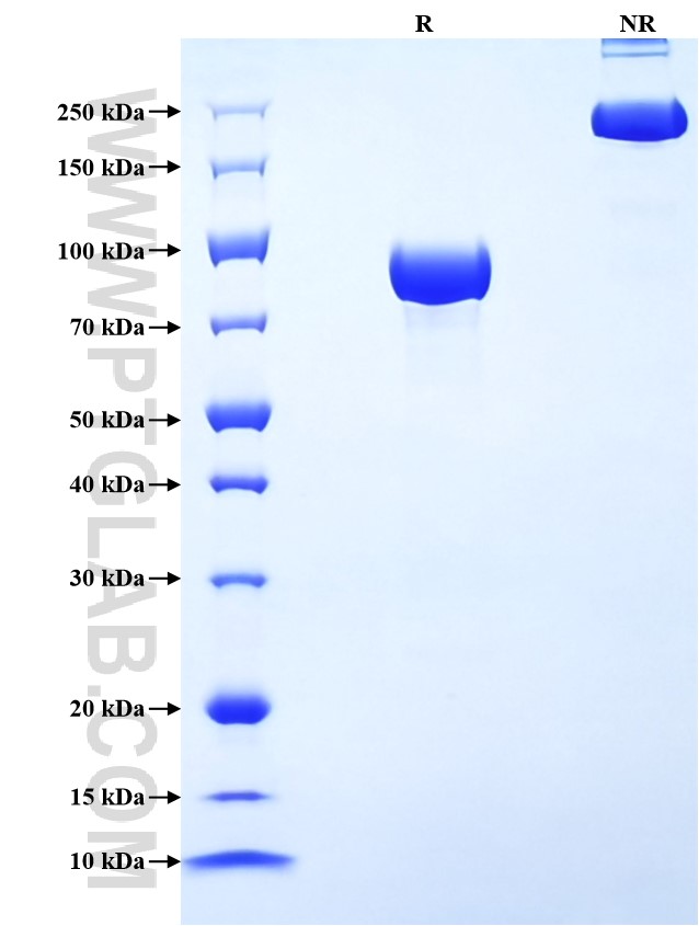 Purity of Recombinant Human IGSF8 was determined by SDS-PAGE. The protein was resolved in an SDS-PAGE in reducing (R) and non-reducing (NR) conditions and stained using Coomassie blue.