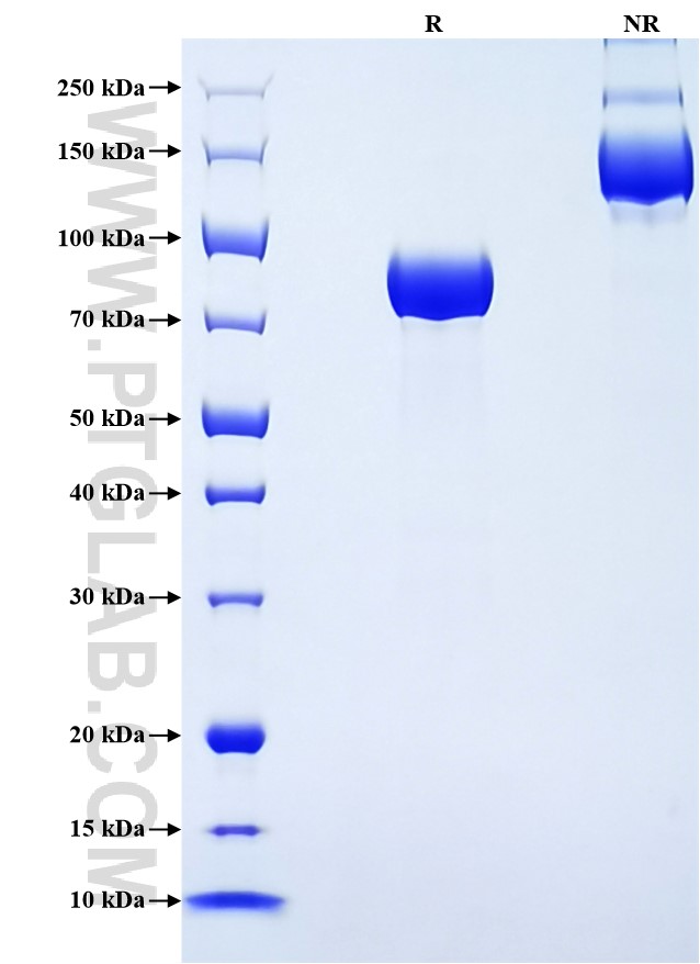 Purity of Recombinant Mouse Antithrombin III was determined by SDS-PAGE. The protein was resolved in an SDS-PAGE in reducing (R) and non-reducing (NR) conditions and stained using Coomassie blue.