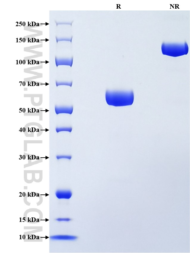 Purity of Recombinant Human JAM2 was determined by SDS-PAGE. The protein was resolved in an SDS-PAGE in reducing (R) and non-reducing (NR) conditions and stained using Coomassie blue.