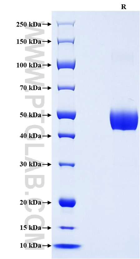 Purity of Recombinant Mouse BST2 was determined by SDS-PAGE. The protein was resolved in an SDS-PAGE in reducing (R) conditions and stained using Coomassie blue.
