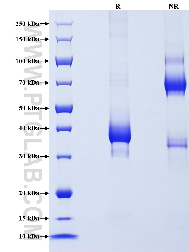 Purity of Recombinant Human EDA was determined by SDS-PAGE. The protein was resolved in an SDS-PAGE in reducing (R) and non-reducing (NR) conditions and stained using Coomassie blue.