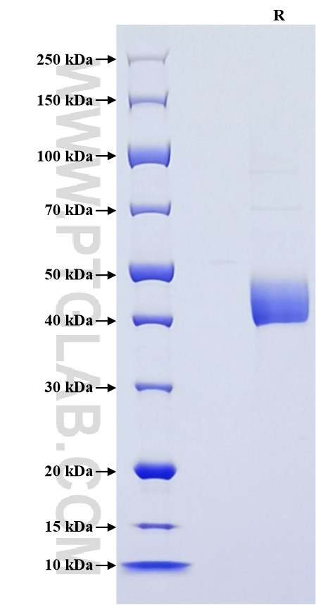 Purity of Recombinant Human MIF was determined by SDS-PAGE. The protein was resolved in an SDS-PAGE in reducing (R) conditions and stained using Coomassie blue.