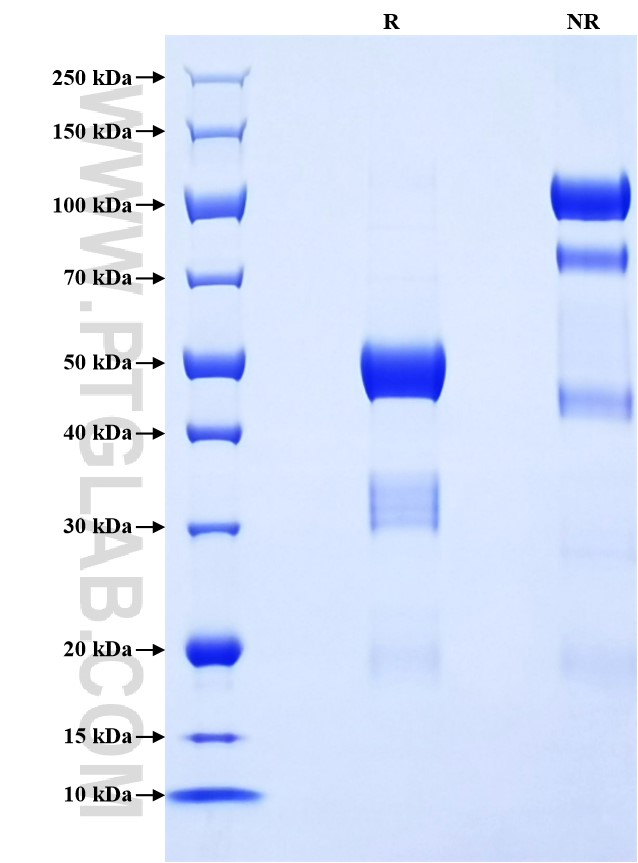Purity of Recombinant Pig IFN-gamma was determined by SDS-PAGE. The protein was resolved in an SDS-PAGE in reducing (R) and non-reducing (NR) conditions and stained using Coomassie blue.