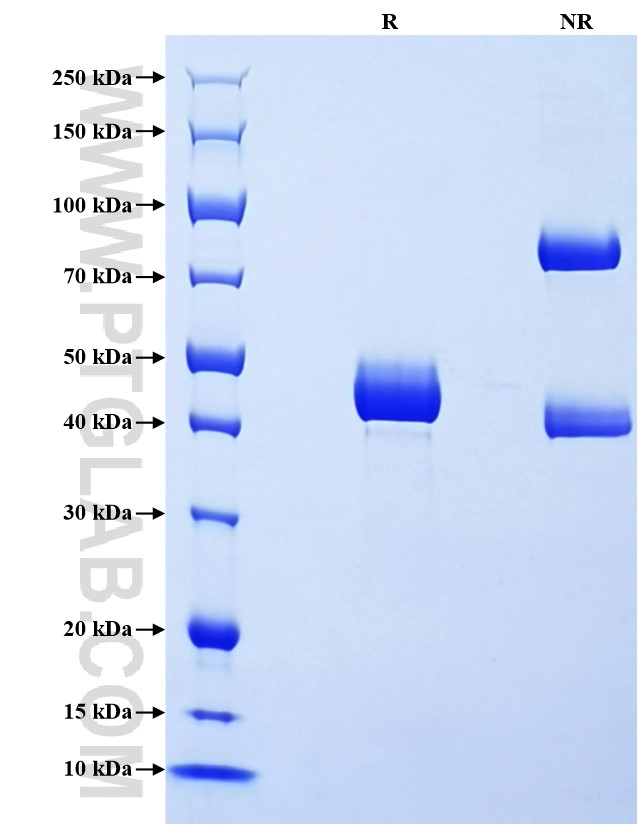 Purity of Recombinant Canine TNF-alpha was determined by SDS-PAGE. The protein was resolved in an SDS-PAGE in reducing (R) and non-reducing (NR) conditions and stained using Coomassie blue.