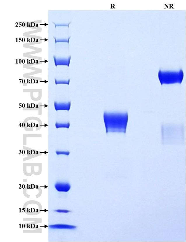 Purity of Recombinant Canine MCP-1 was determined by SDS-PAGE. The protein was resolved in an SDS-PAGE in reducing (R) and non-reducing (NR) conditions and stained using Coomassie blue.