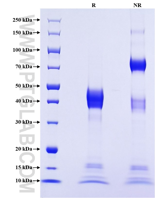 Purity of Recombinant Human Amphiregulin was determined by SDS-PAGE. The protein was resolved in an SDS-PAGE in reducing (R) and non-reducing (NR) conditions and stained using Coomassie blue.