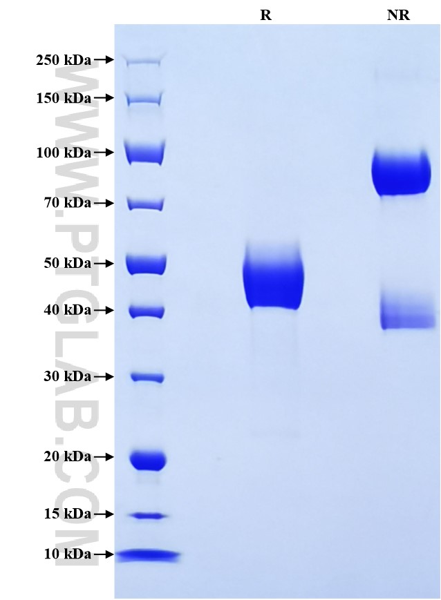 Purity of Recombinant Human DR4 was determined by SDS-PAGE. The protein was resolved in an SDS-PAGE in reducing (R) and non-reducing (NR) conditions and stained using Coomassie blue.