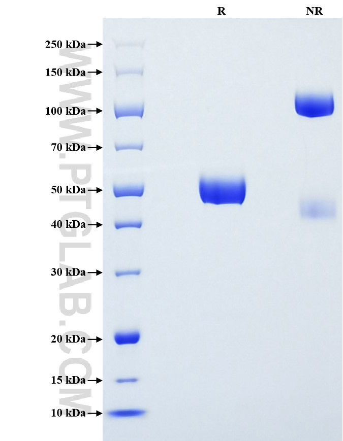 Purity of Recombinant Mouse Interferon alpha 13 was determined by SDS-PAGE. The protein was resolved in an SDS-PAGE in reducing (R) and non-reducing (NR) conditions and stained using Coomassie blue.