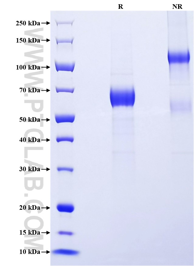 Purity of Recombinant Mouse DKK1 was determined by SDS-PAGE. The protein was resolved in an SDS-PAGE in reducing (R) and non-reducing (NR) conditions and stained using Coomassie blue.