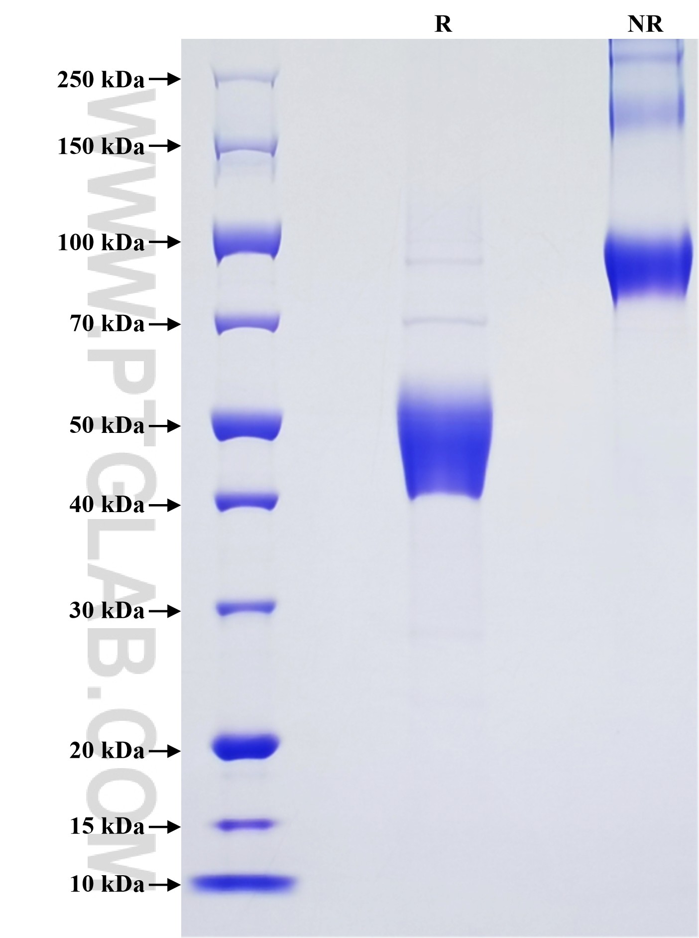 Purity of Recombinant Mouse CD3 Delta was determined by SDS-PAGE. The protein was resolved in an SDS-PAGE in reducing (R) and non-reducing (NR) conditions and stained using Coomassie blue.