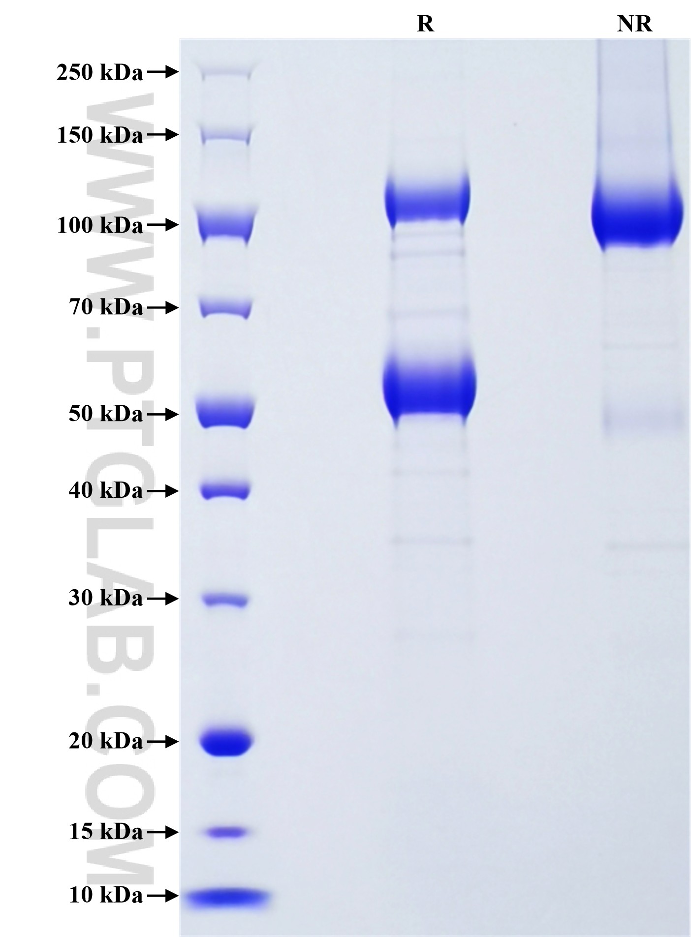 Purity of Recombinant Human CLEC-2 was determined by SDS-PAGE. The protein was resolved in an SDS-PAGE in reducing (R) and non-reducing (NR) conditions and stained using Coomassie blue.