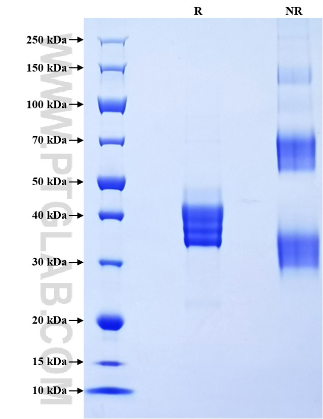 Purity of Recombinant Human SMN was determined by SDS-PAGE. The protein was resolved in an SDS-PAGE in reducing (R) and non-reducing (NR) conditions and stained using Coomassie blue. Purity of Recombinant Human SMN was determined by SDS-PAGE. The protein was resolved in an SDS-PAGE in reducing (R) and non-reducing (NR) conditions and stained using Coomassie blue.