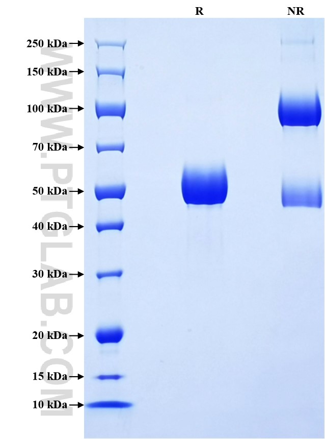 Purity of Recombinant Pig IL-6 was determined by SDS-PAGE. The protein was resolved in an SDS-PAGE in reducing (R) and non-reducing (NR) conditions and stained using Coomassie blue.