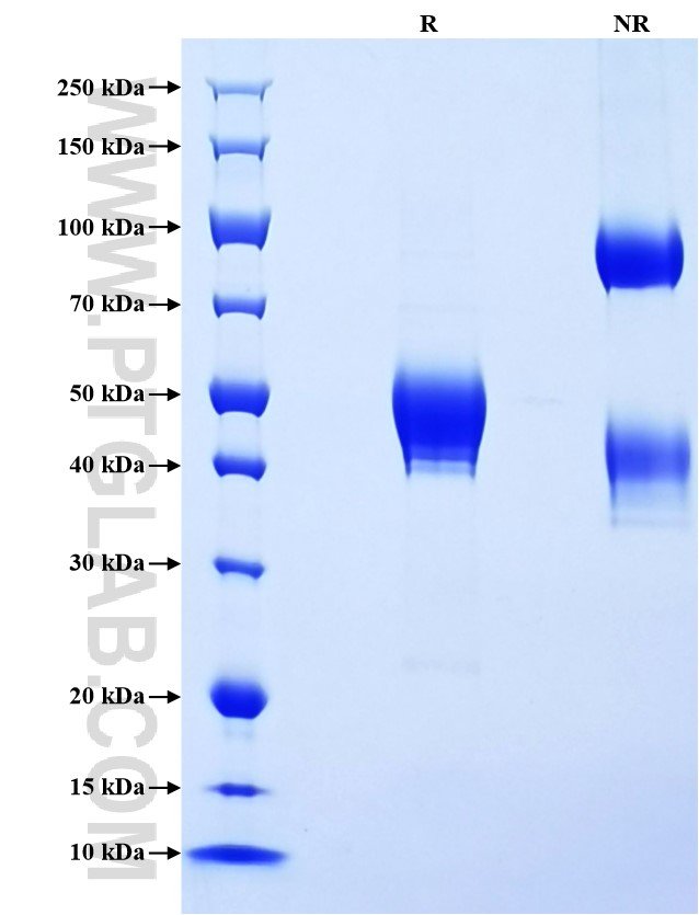 Purity of Recombinant Pig IL-4 was determined by SDS-PAGE. The protein was resolved in an SDS-PAGE in reducing (R) and non-reducing (NR) conditions and stained using Coomassie blue.