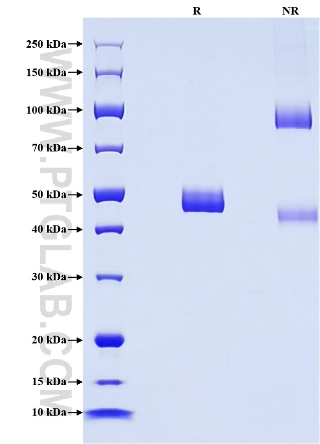 Purity of Recombinant Pig IL-1 beta was determined by SDS-PAGE. The protein was resolved in an SDS-PAGE in reducing (R) and non-reducing (NR) conditions and stained using Coomassie blue.