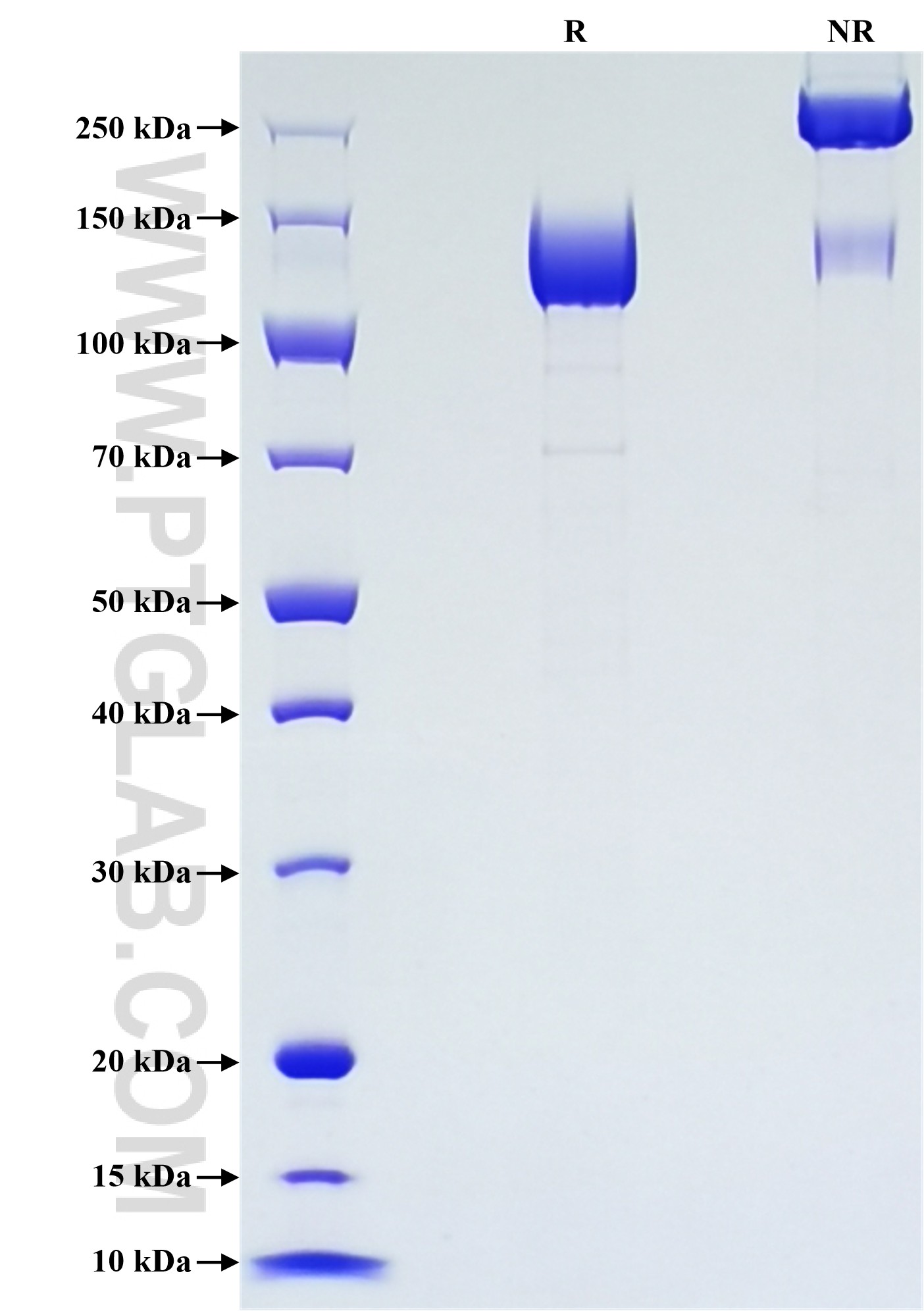 Purity of Recombinant Human PTGFRN was determined by SDS-PAGE. The protein was resolved in an SDS-PAGE in reducing (R) and non-reducing (NR) conditions and stained using Coomassie blue. Purity of Recombinant Human PTGFRN was determined by SDS-PAGE. The protein was resolved in an SDS-PAGE in reducing (R) and non-reducing (NR) conditions and stained using Coomassie blue.