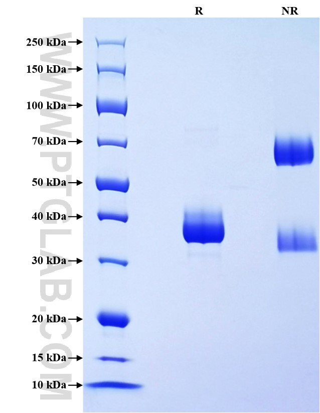 Purity of Recombinant Human CCL3L1 was determined by SDS-PAGE. The protein was resolved in an SDS-PAGE in reducing (R) and non-reducing (NR) conditions and stained using Coomassie blue.