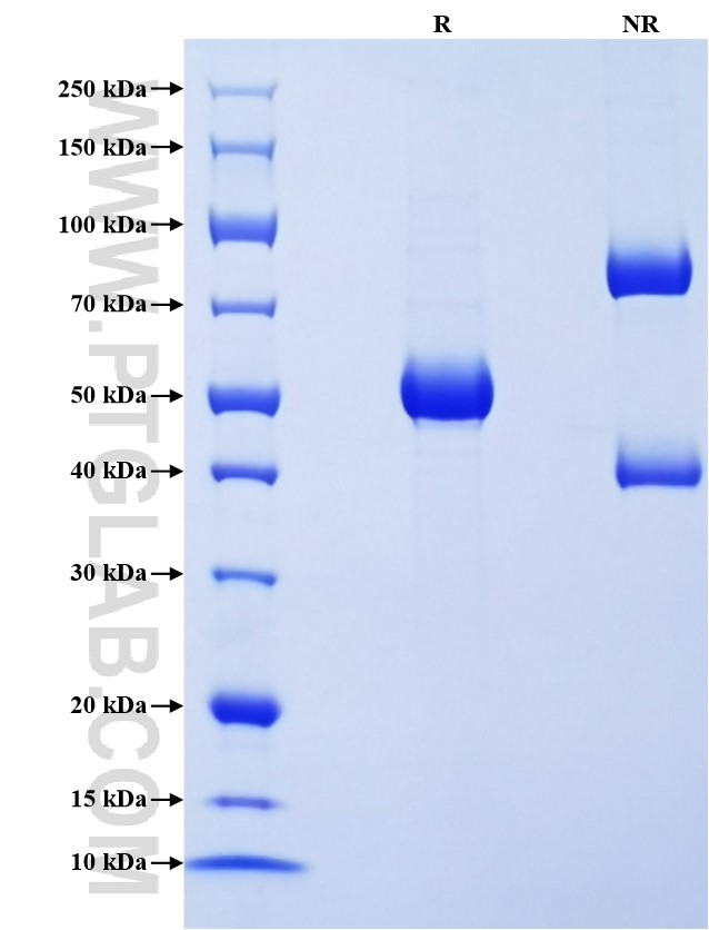 Purity of Recombinant Human IFNA16 was determined by SDS-PAGE. The protein was resolved in an SDS-PAGE in reducing (R) and non-reducing (NR) conditions and stained using Coomassie blue.