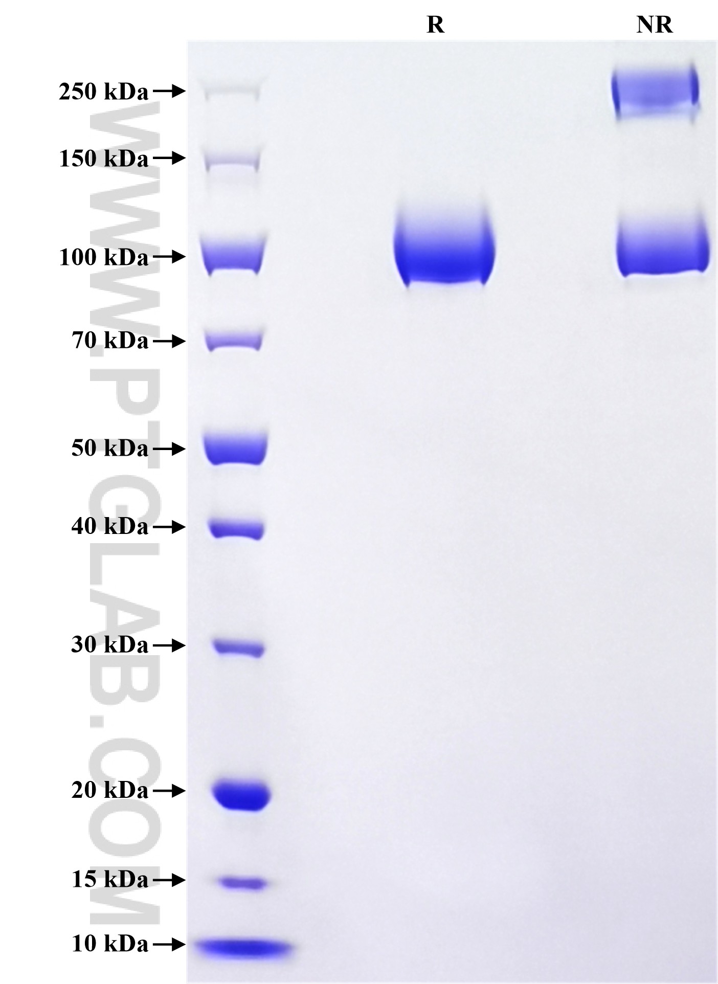 Purity of Recombinant Human Fibronectin was determined by SDS-PAGE. The protein was resolved in an SDS-PAGE in reducing (R) and non-reducing (NR) conditions and stained using Coomassie blue.