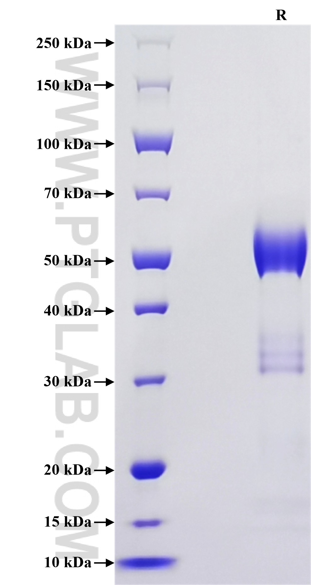 Purity of Recombinant Mouse PGF was determined by SDS-PAGE. The protein was resolved in an SDS-PAGE in reducing (R) conditions and stained using Coomassie blue.