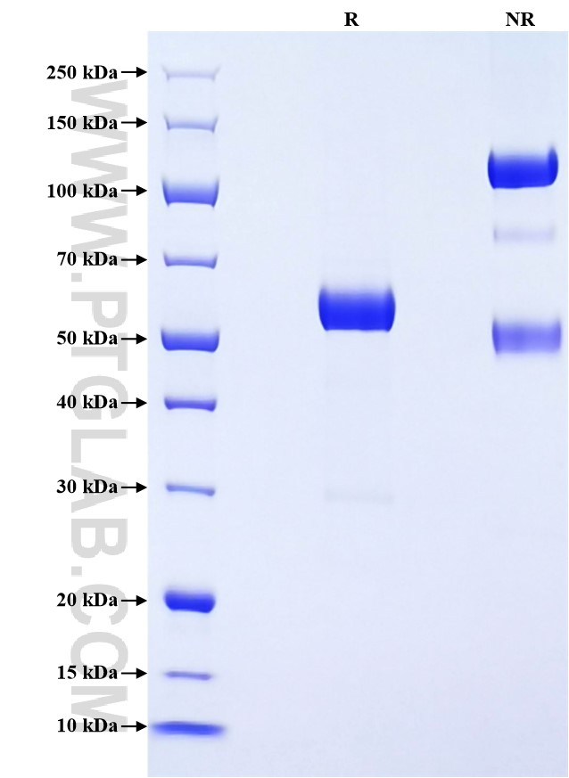 Purity of Recombinant Mouse CD32B was determined by SDS-PAGE. The protein was resolved in an SDS-PAGE in reducing (R) and non-reducing (NR) conditions and stained using Coomassie blue.