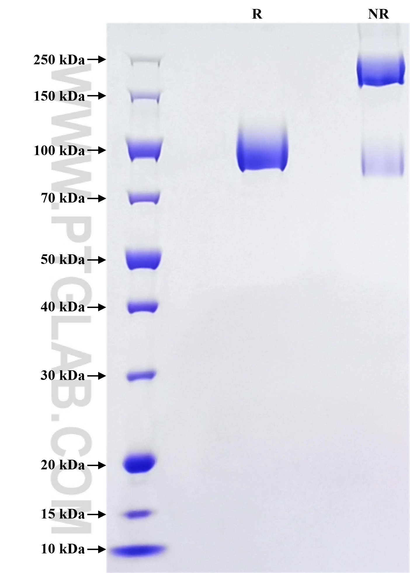 Purity of Recombinant Human TrkC was determined by SDS-PAGE. The protein was resolved in an SDS-PAGE in reducing (R) and non-reducing (NR) conditions and stained using Coomassie blue.