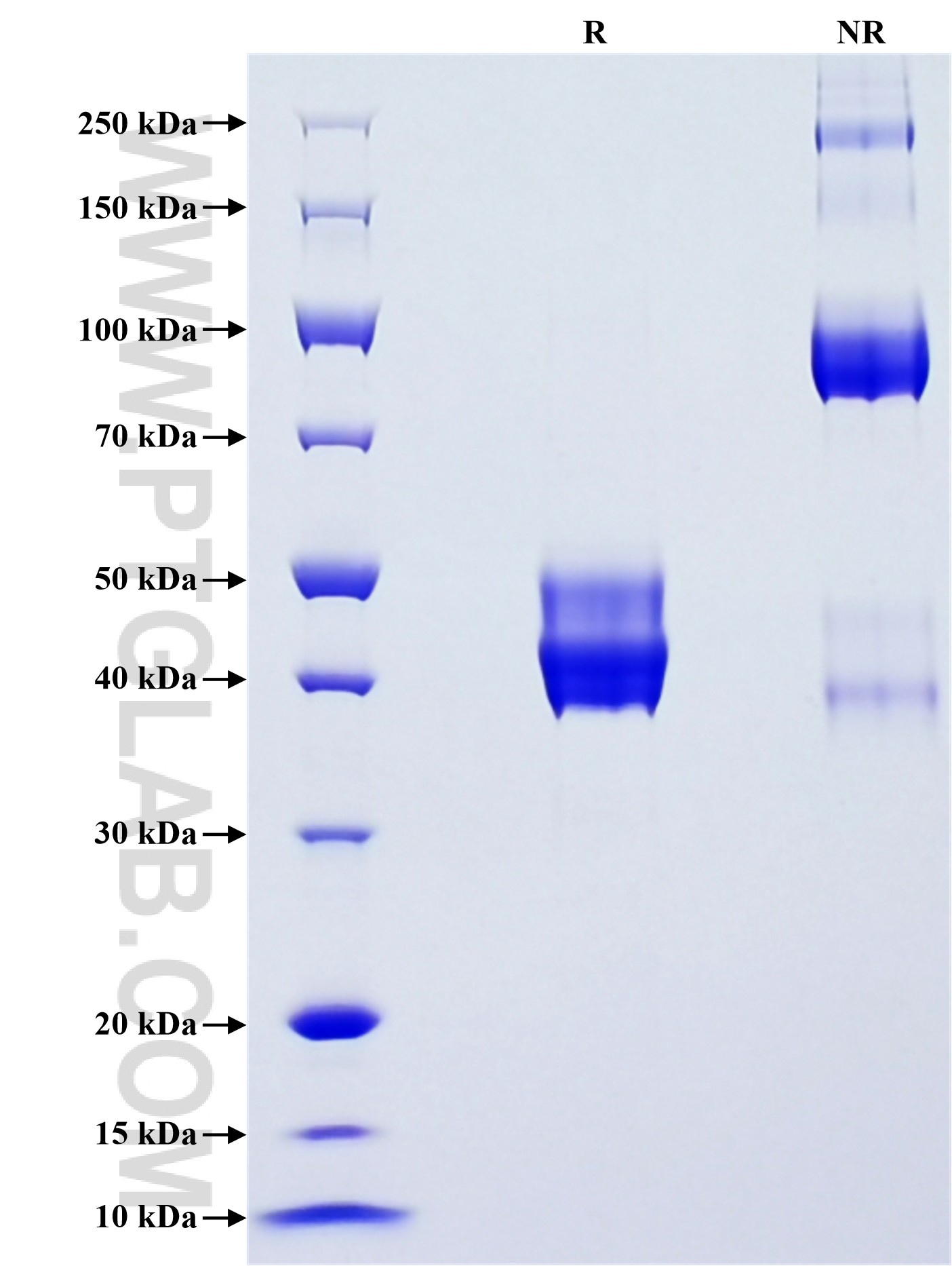 Purity of Recombinant Human UBL3 was determined by SDS-PAGE. The protein was resolved in an SDS-PAGE in reducing (R) and non-reducing (NR) conditions and stained using Coomassie blue.