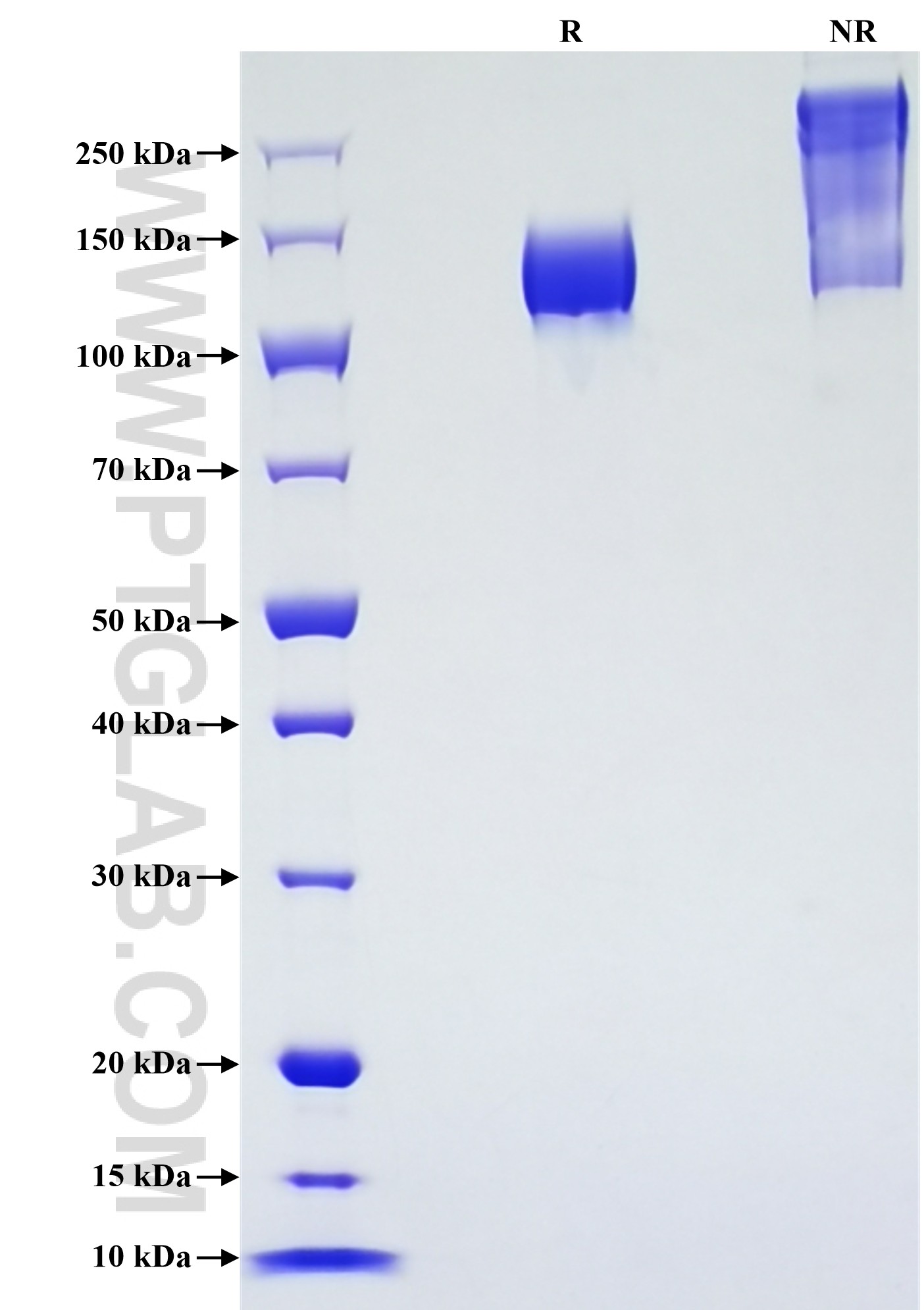 Purity of Recombinant Mouse PTGFRN was determined by SDS-PAGE. The protein was resolved in an SDS-PAGE in reducing (R) and non-reducing (NR) conditions and stained using Coomassie blue.