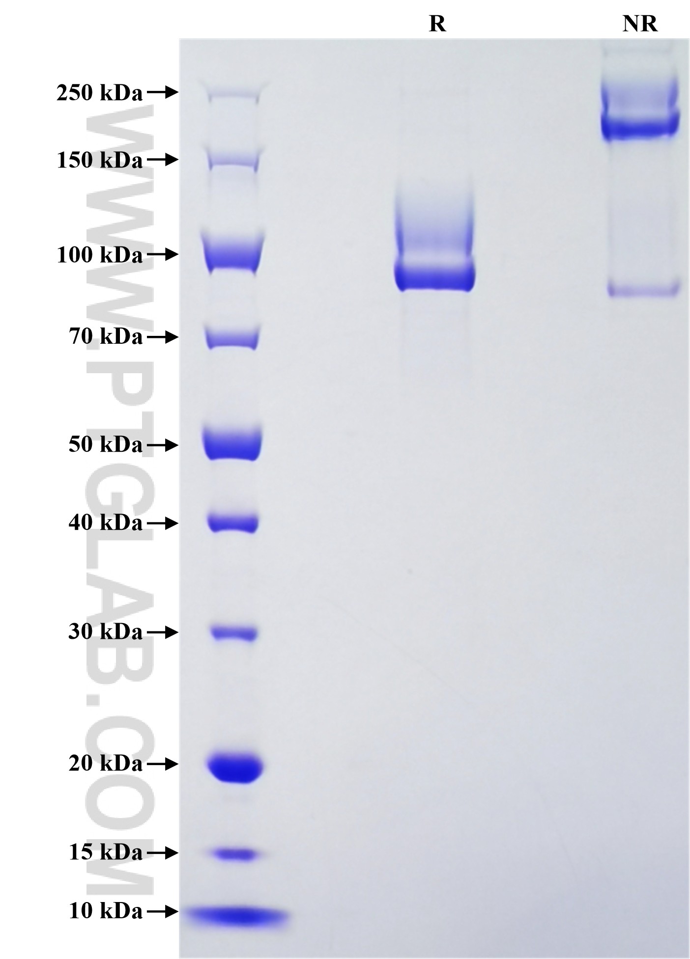 Purity of Recombinant Human MUC13 was determined by SDS-PAGE. The protein was resolved in an SDS-PAGE in reducing (R) and non-reducing (NR) conditions and stained using Coomassie blue.