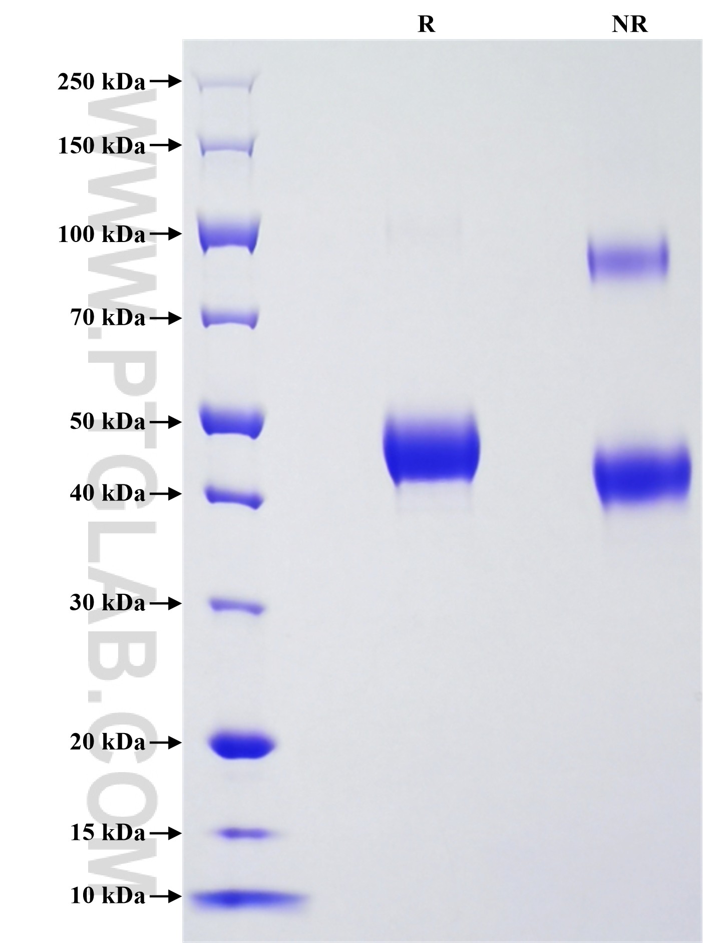 Purity of Recombinant Human BLNK was determined by SDS-PAGE. The protein was resolved in an SDS-PAGE in reducing (R) and non-reducing (NR) conditions and stained using Coomassie blue.