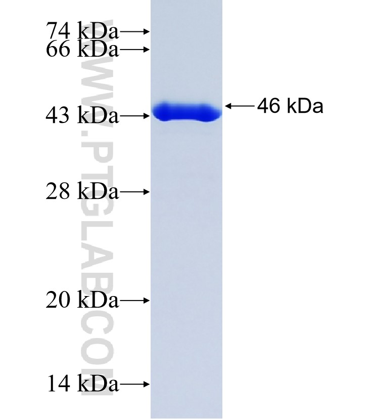 PAGE4 fusion protein Ag8727 SDS-PAGE