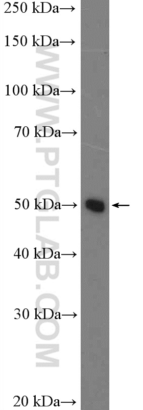 WB analysis of HepG2 using 16347-1-AP