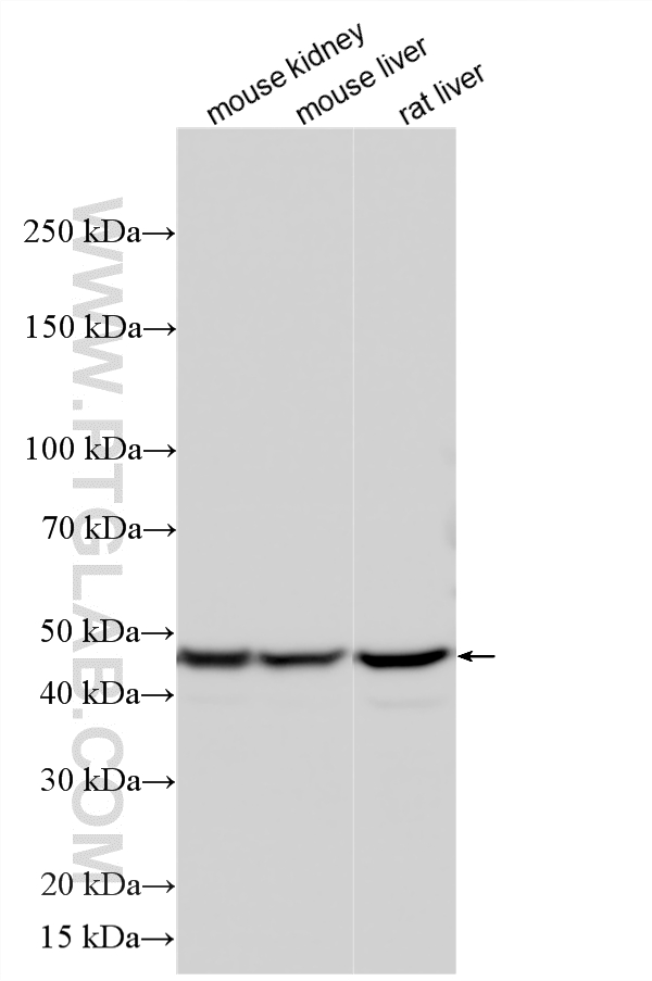 Various lysates were subjected to SDS PAGE followed by western blot with 16347-1-AP (PAH antibody) at dilution of 1:5000 incubated at room temperature for 1.5 hours. WB analysis using 16347-1-AP