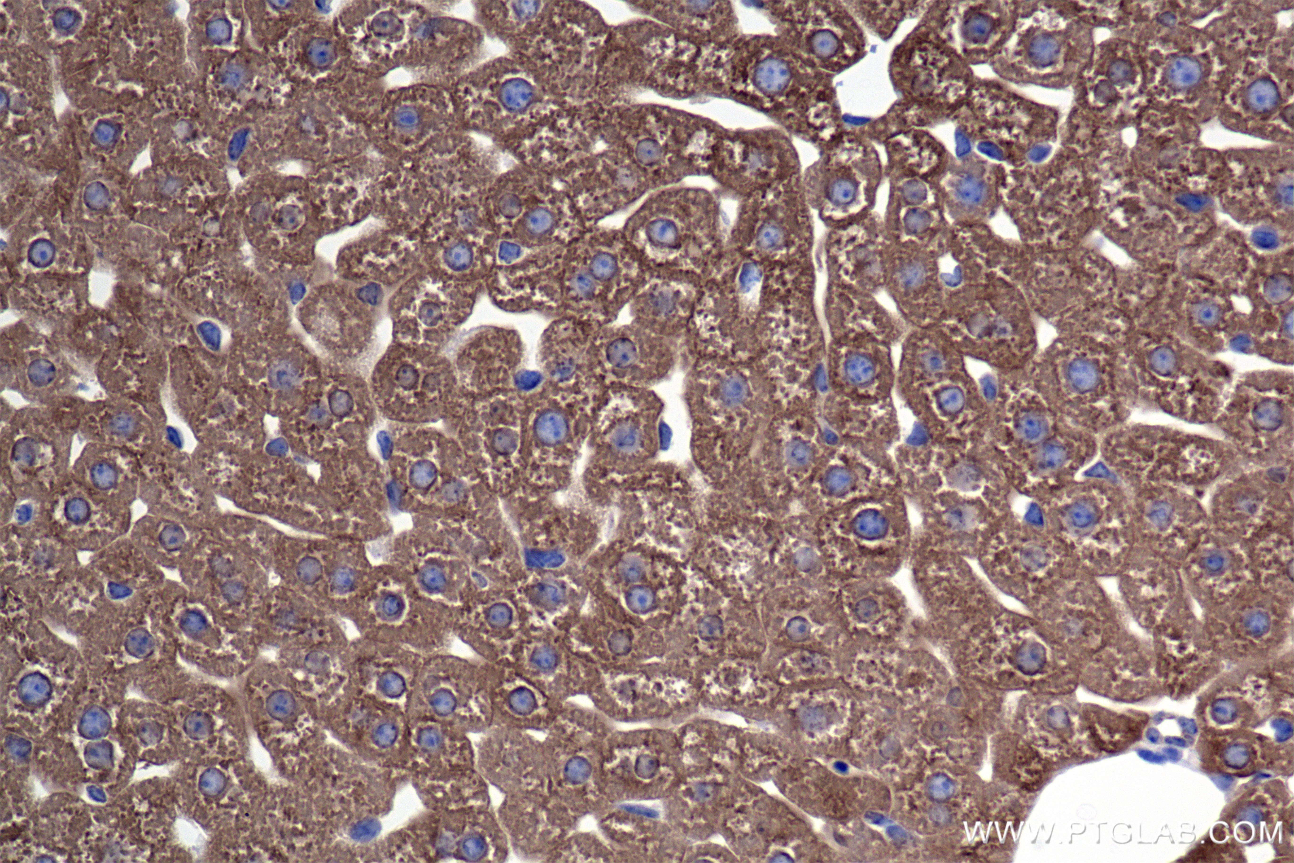 Immunohistochemical analysis of paraffin-embedded mouse liver tissue slide using 86231-2-RR (PAH antibody) at dilution of 1:600 (under 40x lens). Heat mediated antigen retrieval with Tris-EDTA buffer (pH 9.0). IHC staining of mouse liver using 86231-2-RR