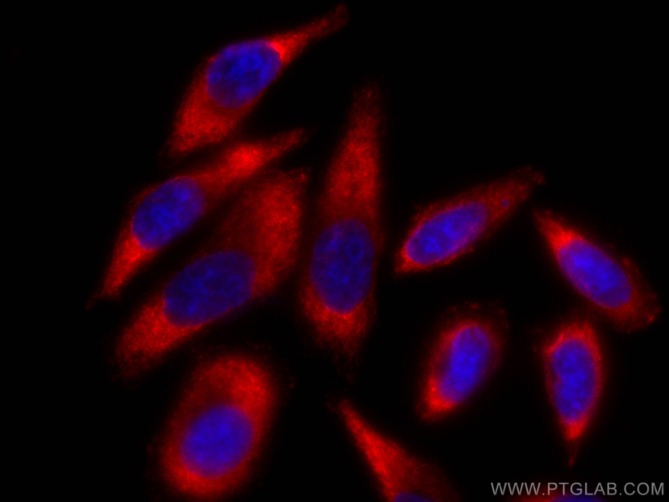 IF Staining of HepG2 using CL594-66261