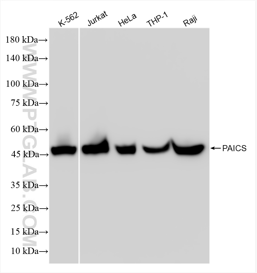 WB analysis using 86255-2-RR
