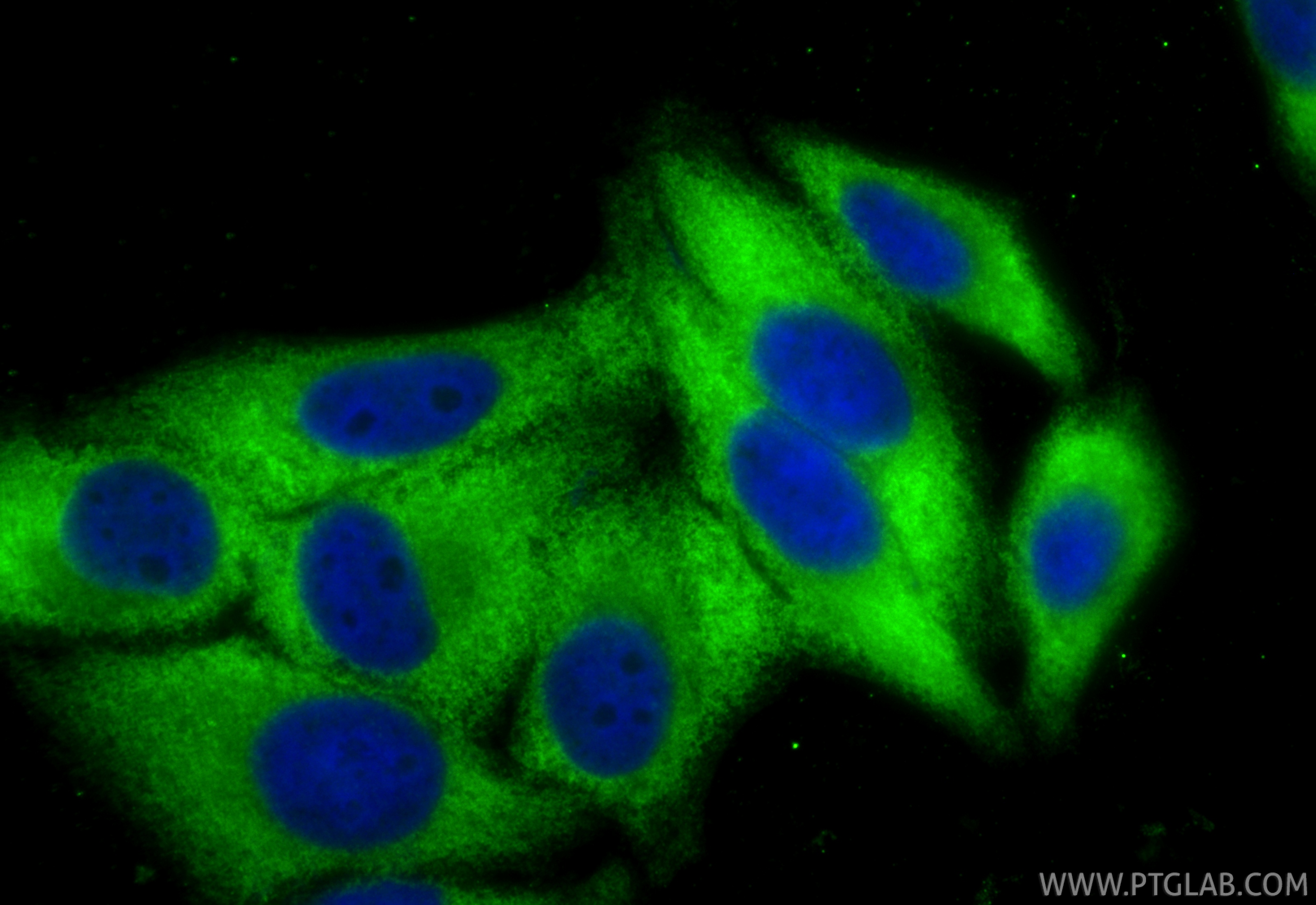 IF Staining of HepG2 using CL488-86255-2